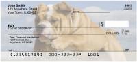 English Bulldogs Romping Personal Checks | DOG-65