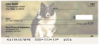 Border Collies Bounding Personal Checks | DOG-68