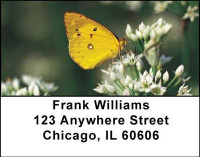 Butterflies in Nature Address Labels | LBANI-17