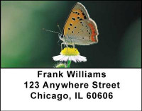 Butterflies in Nature Address Labels | LBANI-17