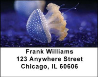Jellyfish Address Labels | LBANI-37