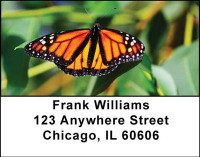 Monarch Butterflies Address Labels | LBANI-38