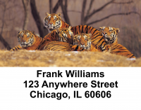 Bengal Tigers Address Labels | LBANI-46