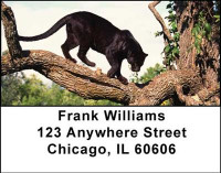 Big Cats Address Labels | LBANI-47