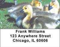 Ducklings in Spring Address Labels | LBANI-63