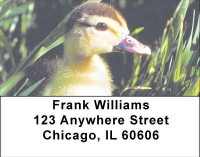 Ducklings in Spring Address Labels | LBANI-63