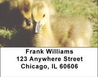 Ducklings in Spring Address Labels | LBANI-63