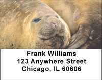Elephant Seals and Sea Lions Address Labels | LBANI-70