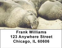 Elephant Seals and Sea Lions Address Labels | LBANI-70