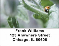 Lovely Ladybugs Address Labels | LBANJ-10