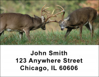 Big Horned Buck Deers Address Labels | LBANK-71