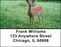 New Growth Address Labels | LBBAA-28