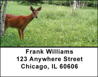 New Growth Address Labels | LBBAA-28