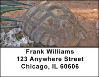 Turtles Moving Slow Address Labels | LBBAA-29