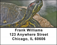 Turtles Moving Slow Address Labels | LBBAA-29