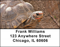 Turtles Moving Slow Address Labels | LBBAA-29