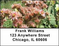 Cactus Blooms Address Labels | LBBAA-82