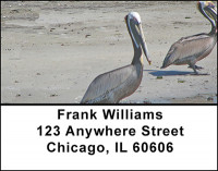 A Pelicans Life Address Labels | LBBAB-37