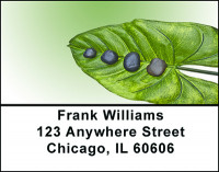 Zen Stones on Leaves Address Labels | LBBAB-93