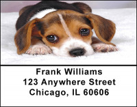 Beagle Dog Breed Address Labels | LBBAC-38