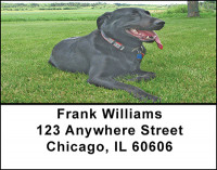 Black Labrador Address Labels | LBBAC-41
