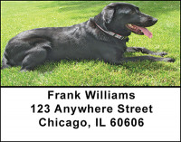 Black Labrador Address Labels | LBBAC-41