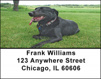 Black Labrador Address Labels | LBBAC-41