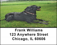 Black Labrador Address Labels | LBBAC-41