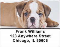 English Bull Dog Address Labels | LBBAC-43