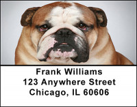 English Bull Dog Address Labels | LBBAC-43