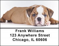 English Bull Dog Address Labels | LBBAC-43