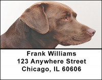 Chocolate Labrador Address Labels | LBBAC-44