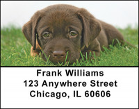 Chocolate Lab Address Labels | LBBAC-45
