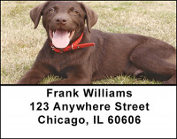 Chocolate Lab Address Labels | LBBAC-45