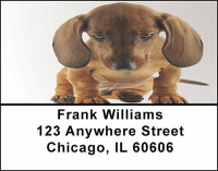 Daschund Dog Breed Address Labels | LBBAC-46