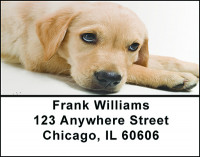 Golden Retriever Dog Breed Address Labels | LBBAC-52