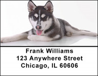 Siberian Husky Dog Address Labels | LBBAC-55