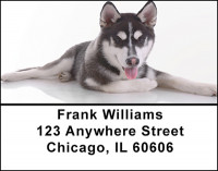 Siberian Husky Dog Address Labels | LBBAC-55