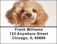 Apricot Poodle Address Labels | LBBAC-57