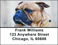 Bull Dog Dog Breed Address Labels | LBBAC-59