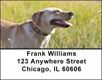 Yellow Labrador Address Labels | LBBAC-71