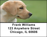Yellow Labrador Address Labels | LBBAC-71
