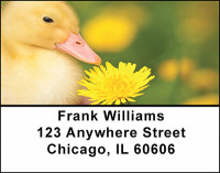 Little Yellow Ducklings Address Labels | LBBAC-77