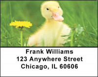 Little Yellow Ducklings Address Labels | LBBAC-77