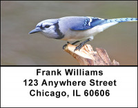Scampy Blue Jay Birds Address Labels | LBBAE-66