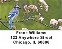 Scampy Blue Jay Birds Address Labels | LBBAE-66