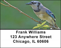 Scampy Blue Jay Birds Address Labels | LBBAE-66