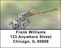 Dragon Fly Focus Address Labels | LBBAE-77