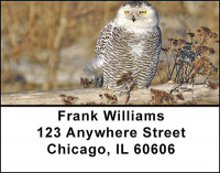 Owls On Break Address Labels | LBBAE-84