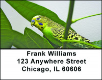Pretty Parakeets Address Labels | LBBAE-85